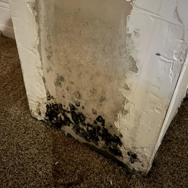 Professional Mold Removal in Nolanville, TX